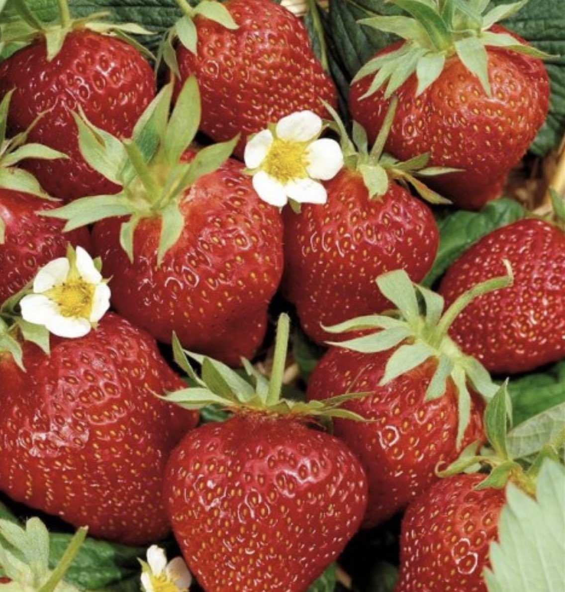 Клубника “кимберли” – как вырастить в саду сладкую ягоду?