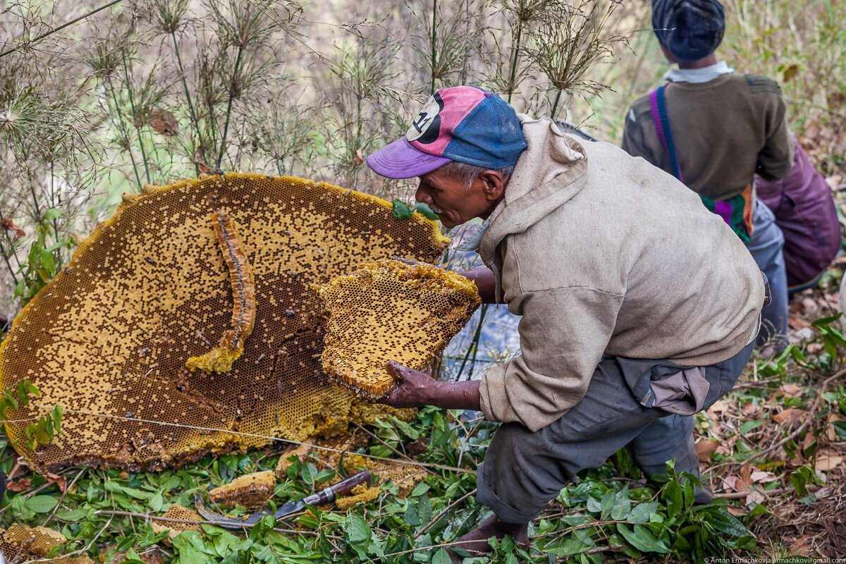 Дикие пчелы: виды, характеристики и особенности