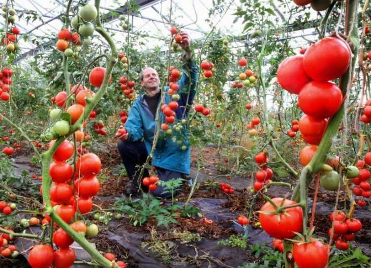Посев томатов на рассаду в 2020 году на урале по лунному календарю