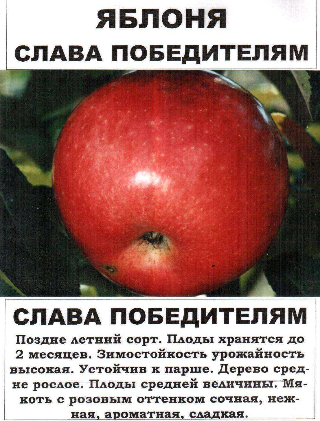 Сорт яблони Татьяна