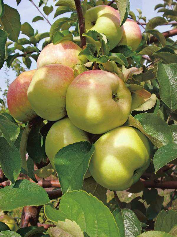 Описание сорта яблони богатыря