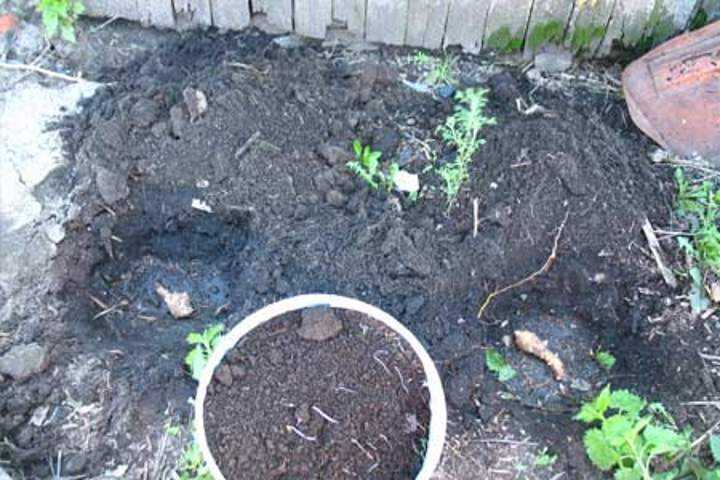Выращивание топинамбура: посадка, уход и хранение земляной груши