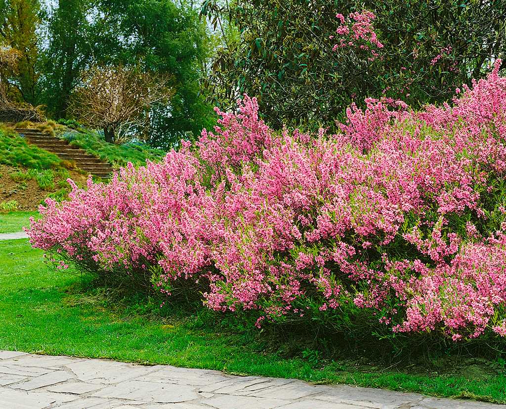 Розовые цветущие кустарники весной. Миндаль трехлопастный луизеания. Бобовник Луизиания. Миндаль трехлопастной Розенмунд. Миндаль трехлопастный Живая изгородь.