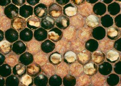 Аскосфероз пчел или болезнь известкового (каменного) расплода