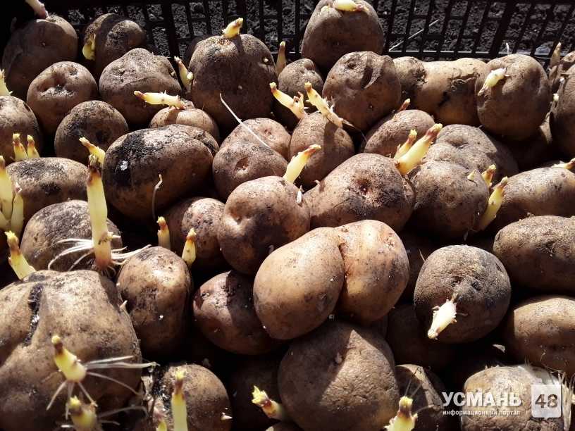 Сорт картофеля «серпанок»: характеристика, описание, урожайность, отзывы и фото