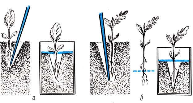 Сроки и правила посадки рассады цветной капусты