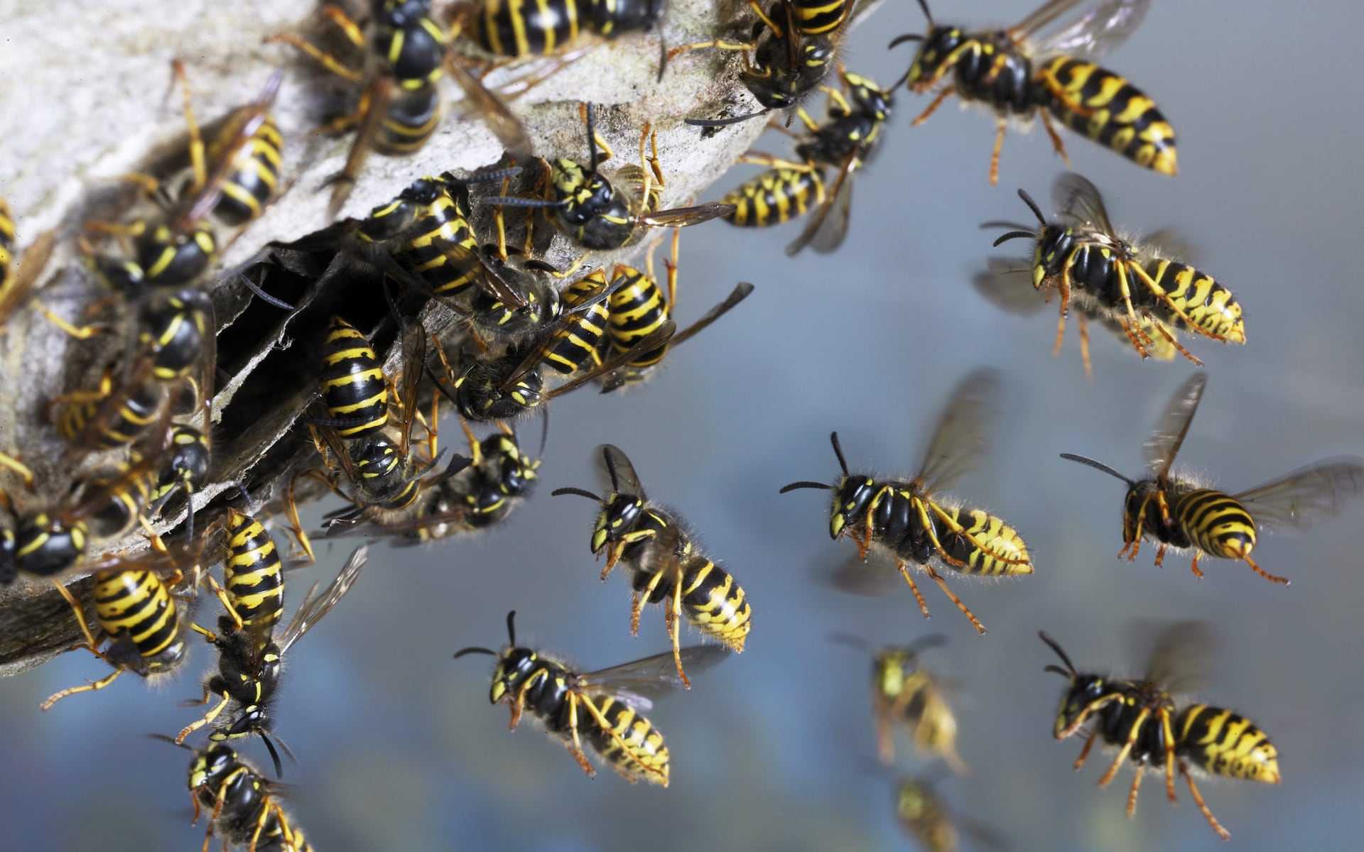 Воровоство в пчеловодстве и методы его протвращения