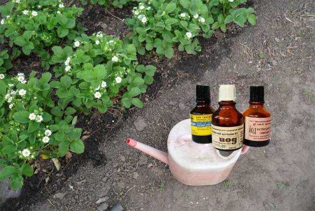 Несколько способов применения нашатырного спирта в саду и огороде