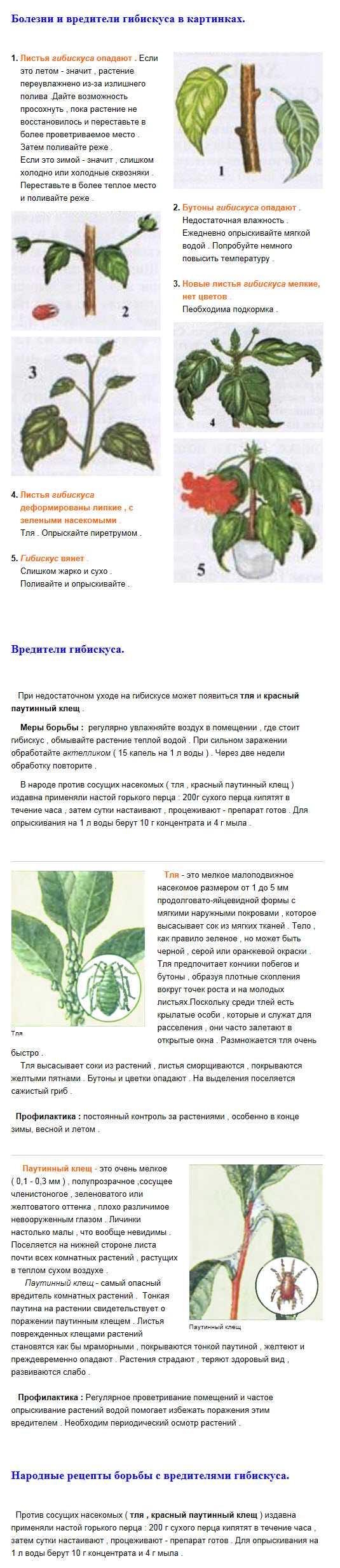 Болезни розы и чем лечить