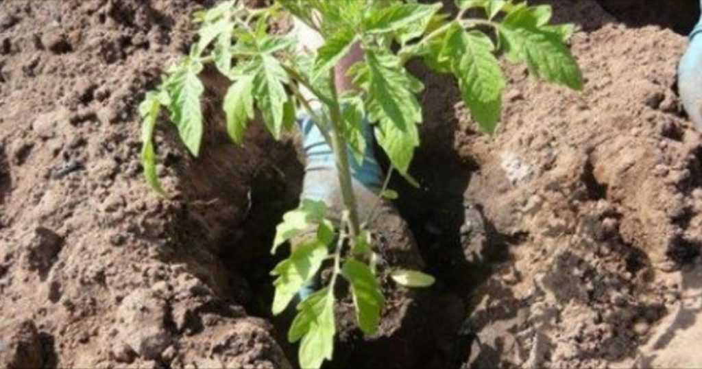 Посадка помидоров: по одному, по два, подготовка лунок, что класть в лунку для стимуляции роста, защиты от вредителей, какие удобрения добавлять