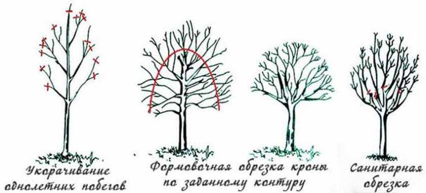 Схема формирования сирени