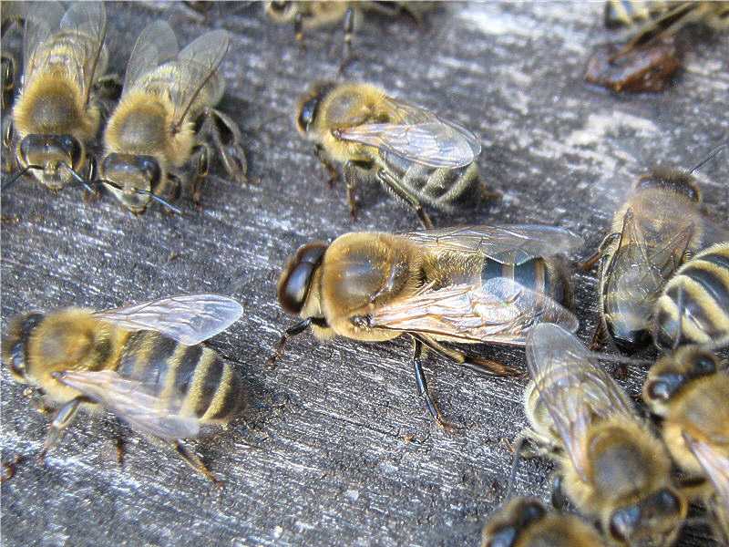 Жизнь, состав и обязанности пчелиной семьи: матка, трутни и рабочие пчелы