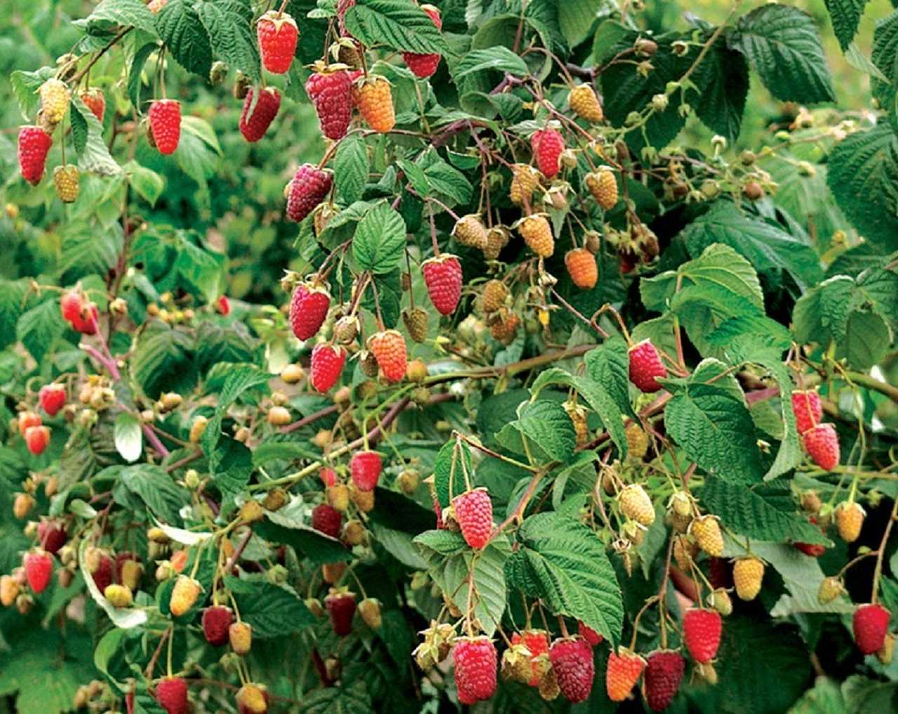 Малиновое дерево (штамбовая малина) таруса: основные характеристики, урожайность