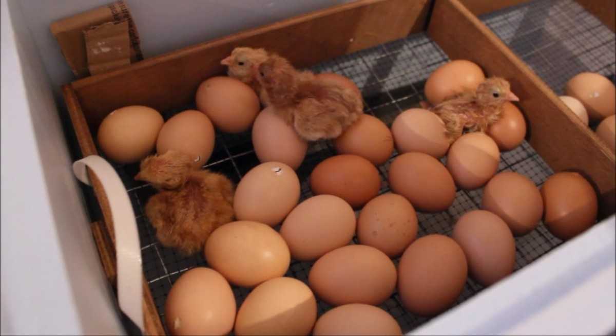 Инкубация цыплят в инкубаторе