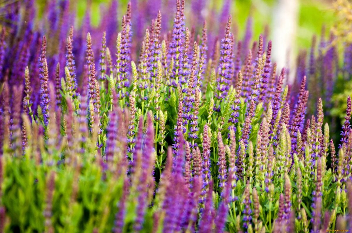 О фиолетовых полевых цветах: названия, описания и характеристики, правила ухода