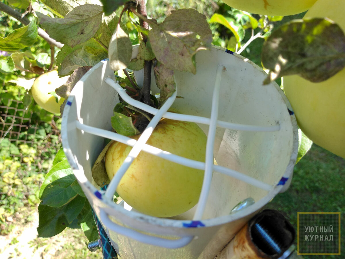 Убрать яблоню. Приспособление для снятия яблок с яблони. Съемник яблок с дерева. Сниматель яблок с дерева. Плодосборник для яблок.