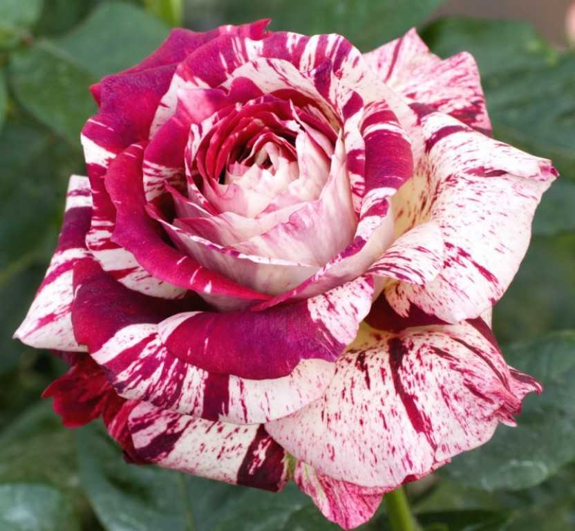 Кустовые розы - описание и название сортов с фото. выращивание и посадка домашних кустовых роз в саду и горшке