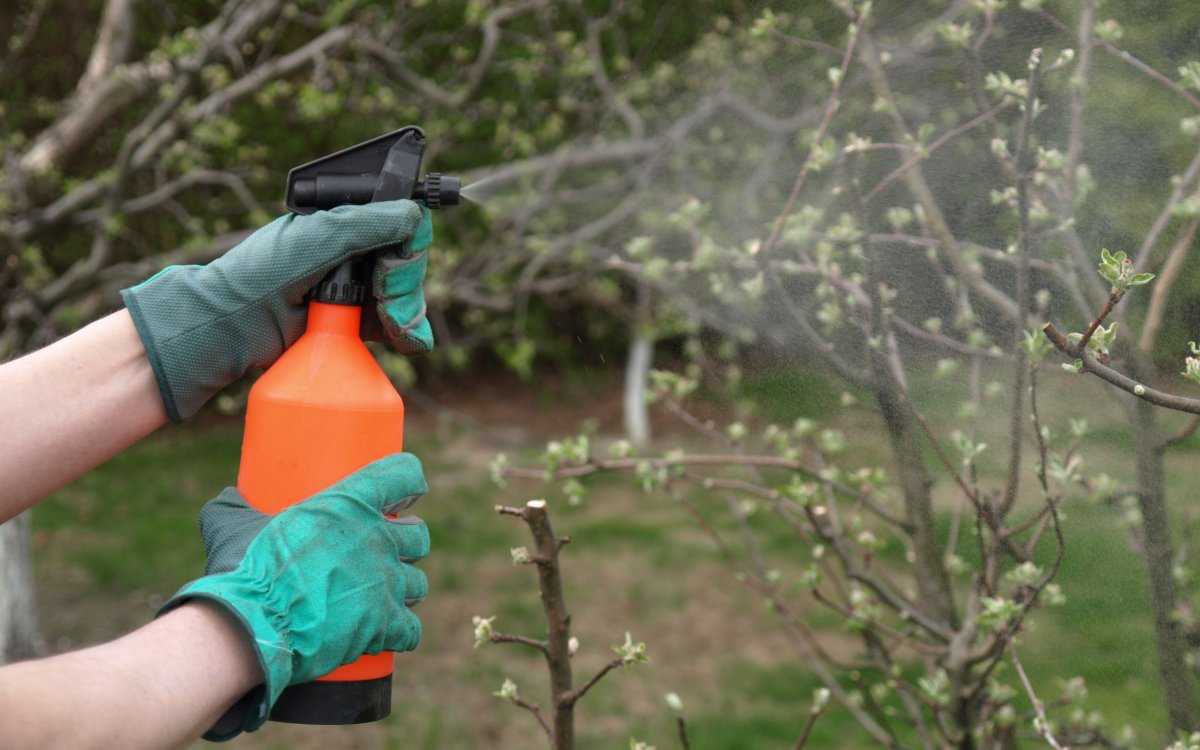 Когда опрыскивать яблони от вредителей весной, обработка народными средствами