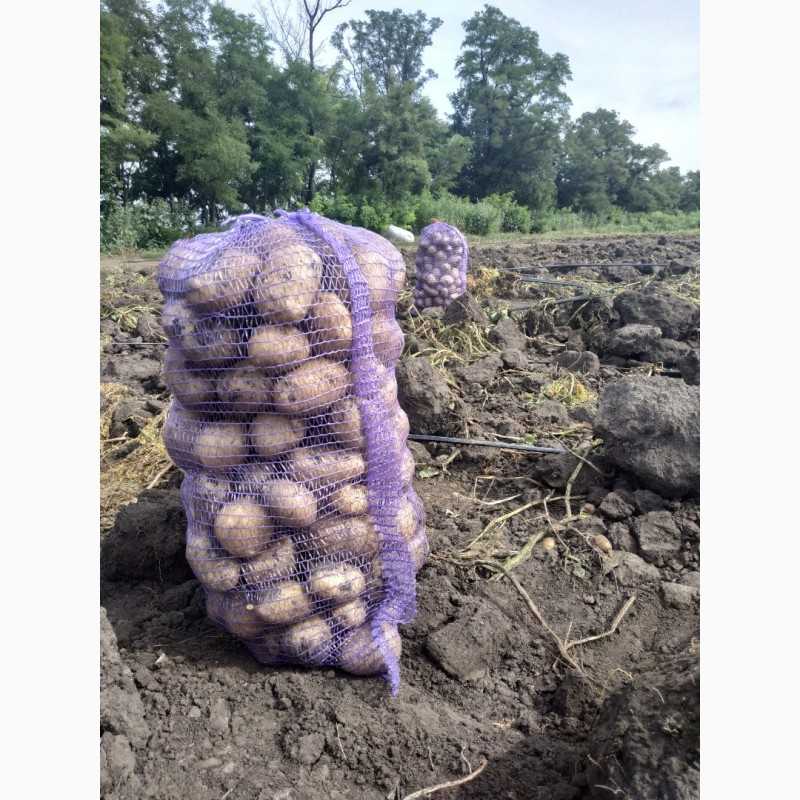 Сорт картофеля «аризона» – описание и фото