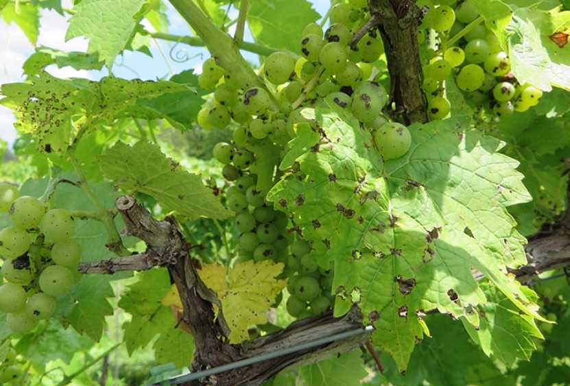 На стеблях винограда появились темные пятна. изучаем болезни винограда и способы борьбы с ними