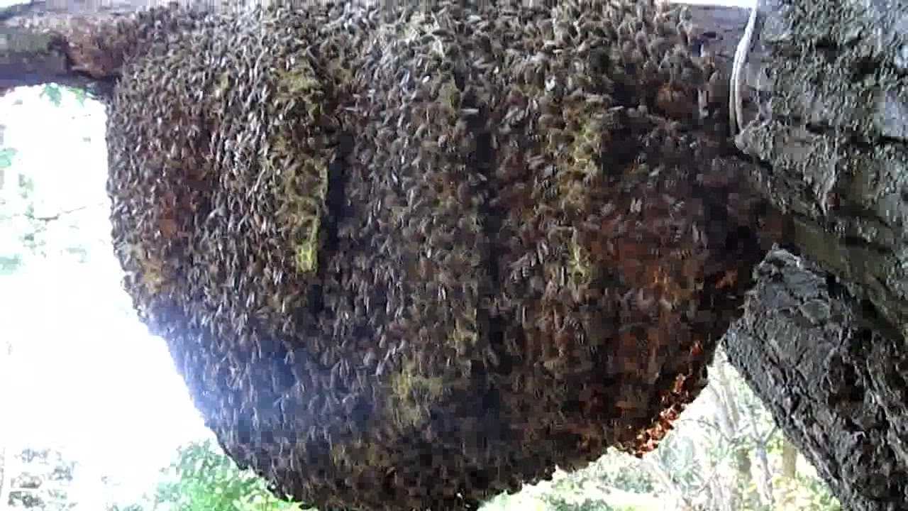 Как поймать рой пчел и что делать, когда поймал