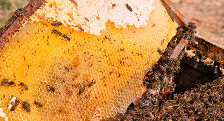 Как лечить нозематоз пчел