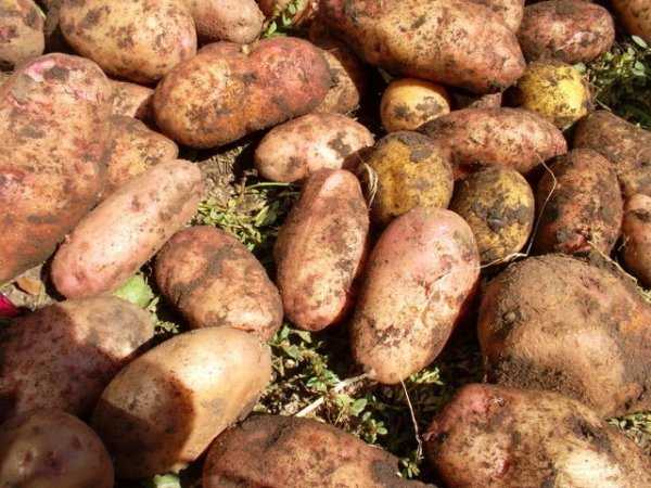 Картофель "метеор": подробное описание сорта, характеристика картошки, ее особенности и фото