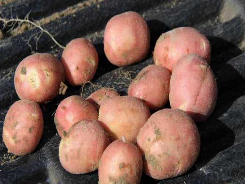 Как получить богатый урожай картофеля: секреты и тонкости агротехники выращивания