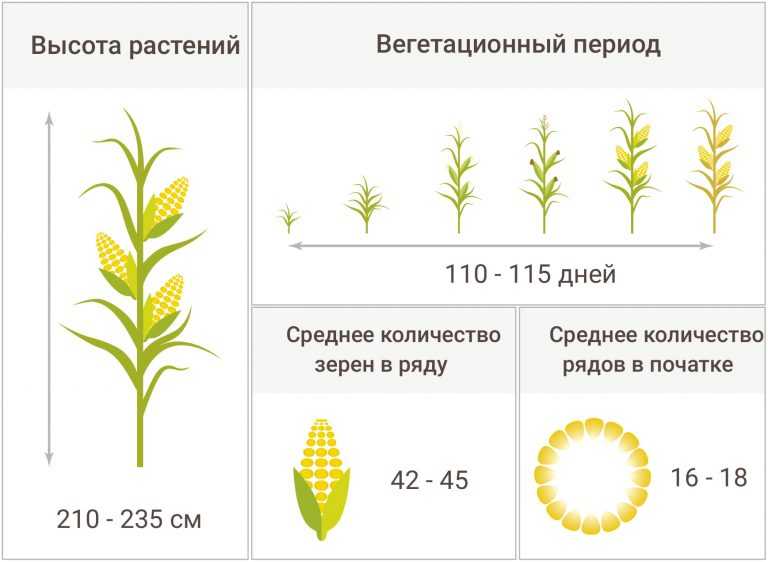 Что такое вегетация деревьев. Вегетационный период растений таблица. Период вегетации кукурузы. Период вегетации растений таблица. Вегетативный период растений таблица.