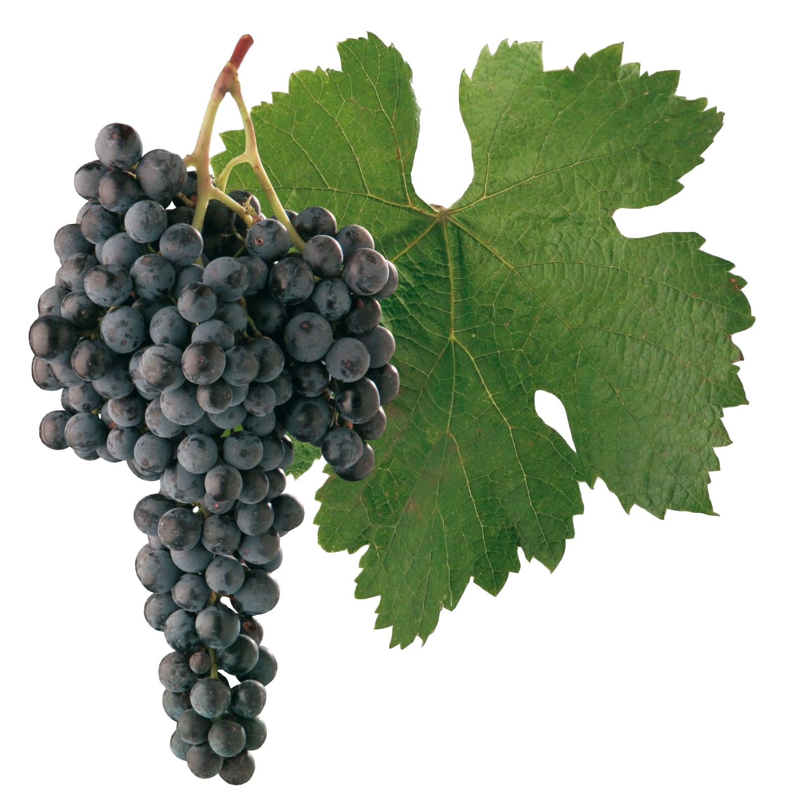 Мерло вино сорт винограда. Каберне Совиньон сорт винограда. Cabernet Sauvignon виноград. Белый виноград Каберне Совиньон. Лист винограда Каберне Совиньон.