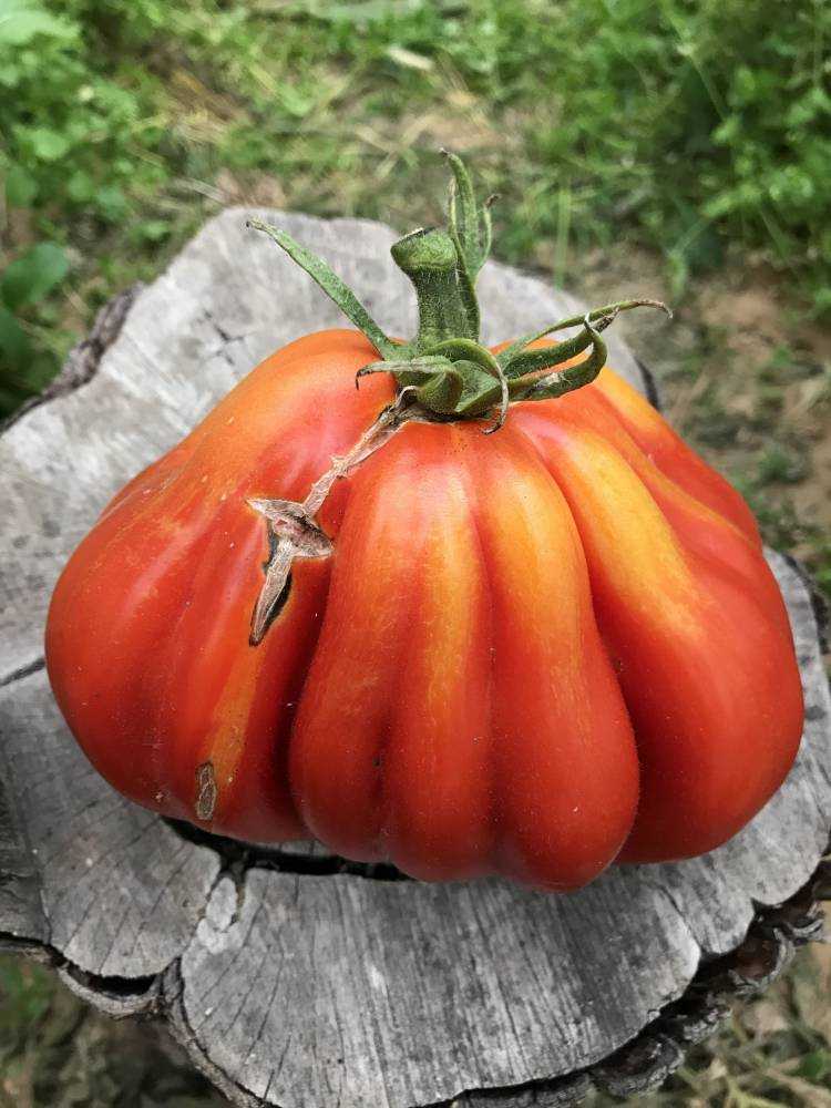 Пузата хата помидоры описание сорта отзывы садоводов. Сорт томата Пузата хата. Семена томат Пузата хата. Семена помидор Пузата хата.