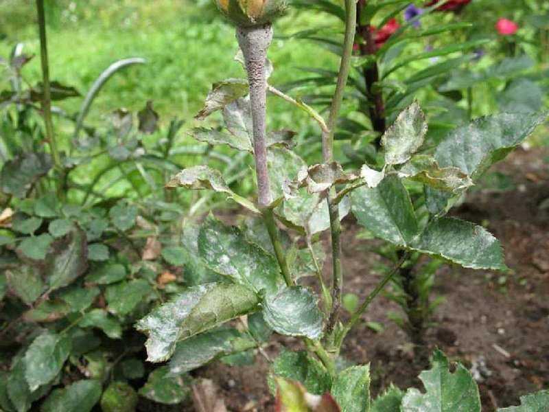Почвопокровный сорт роз свани: как правильно высаживать в открытый грунт, уход