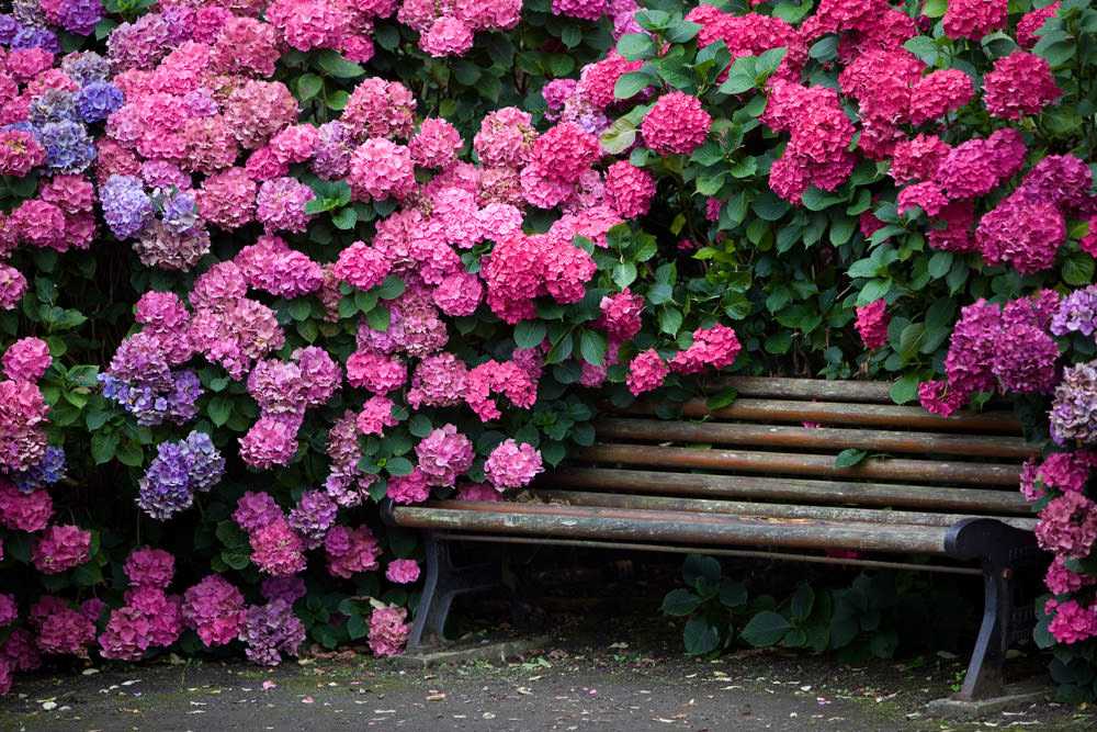 Как посадить розовую гортензию в саду: как ухаживать, условия для цветения