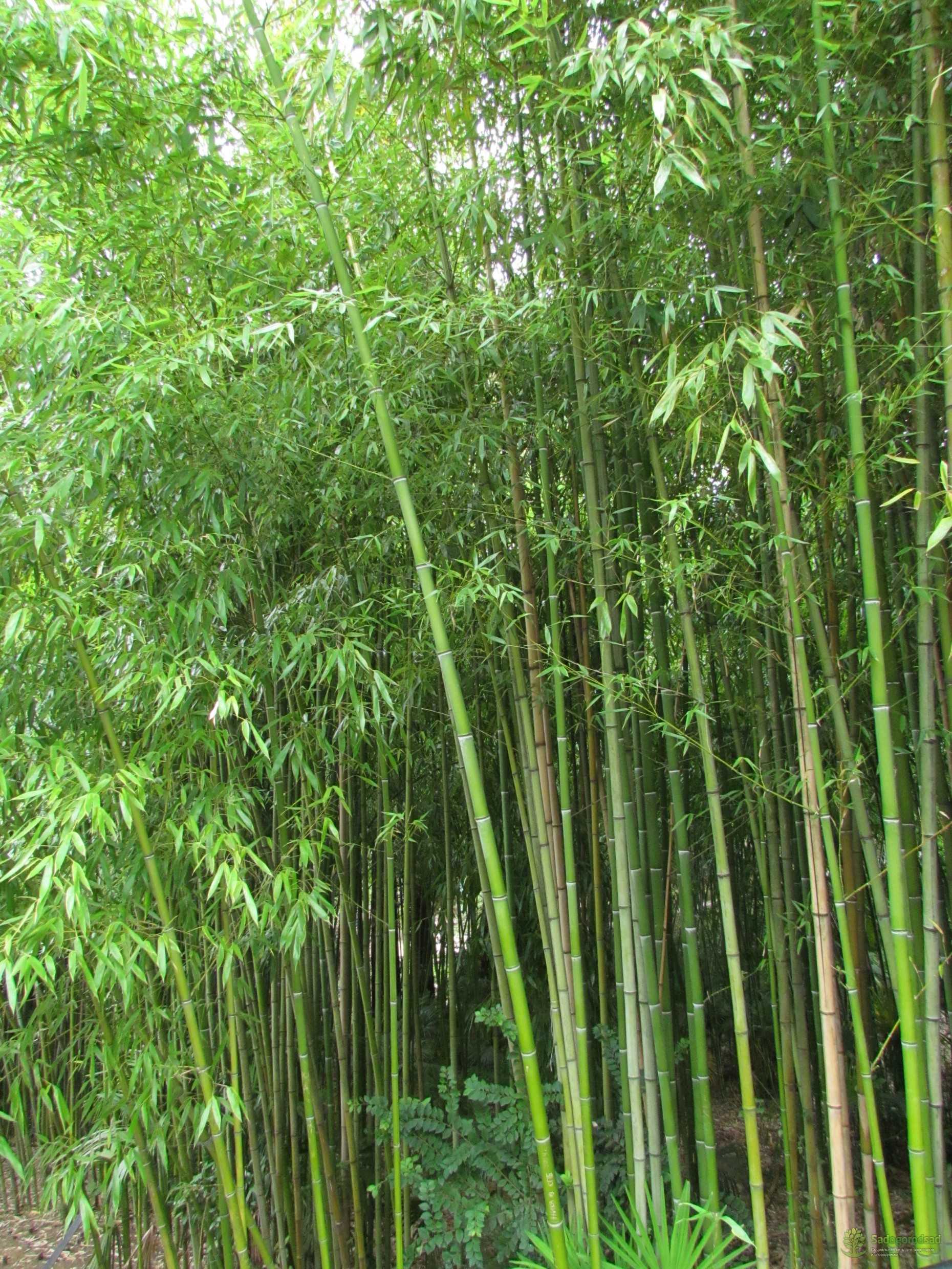 Бамбук в среднем вырастает. Горец Сибирский бамбук. Мексиканский Плакучий бамбук. Бамбук садовый широколистный. Бамбук Сибирский широколистный.