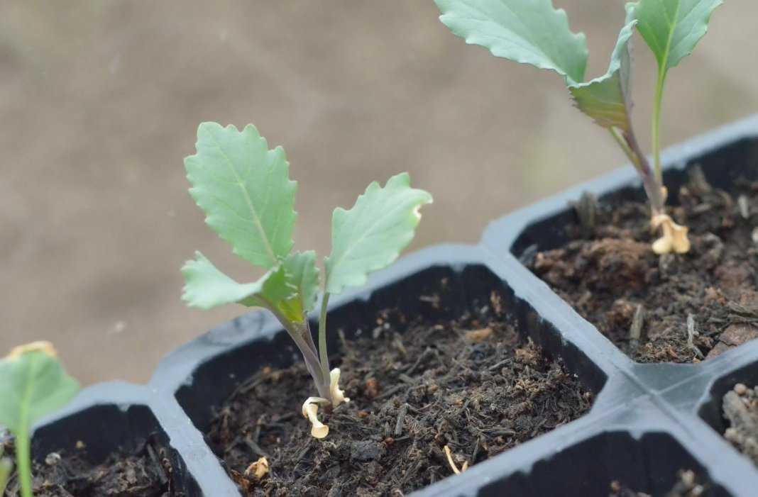 О посадке капусты брокколи в открытый грунт рассадой: когда и как высаживать