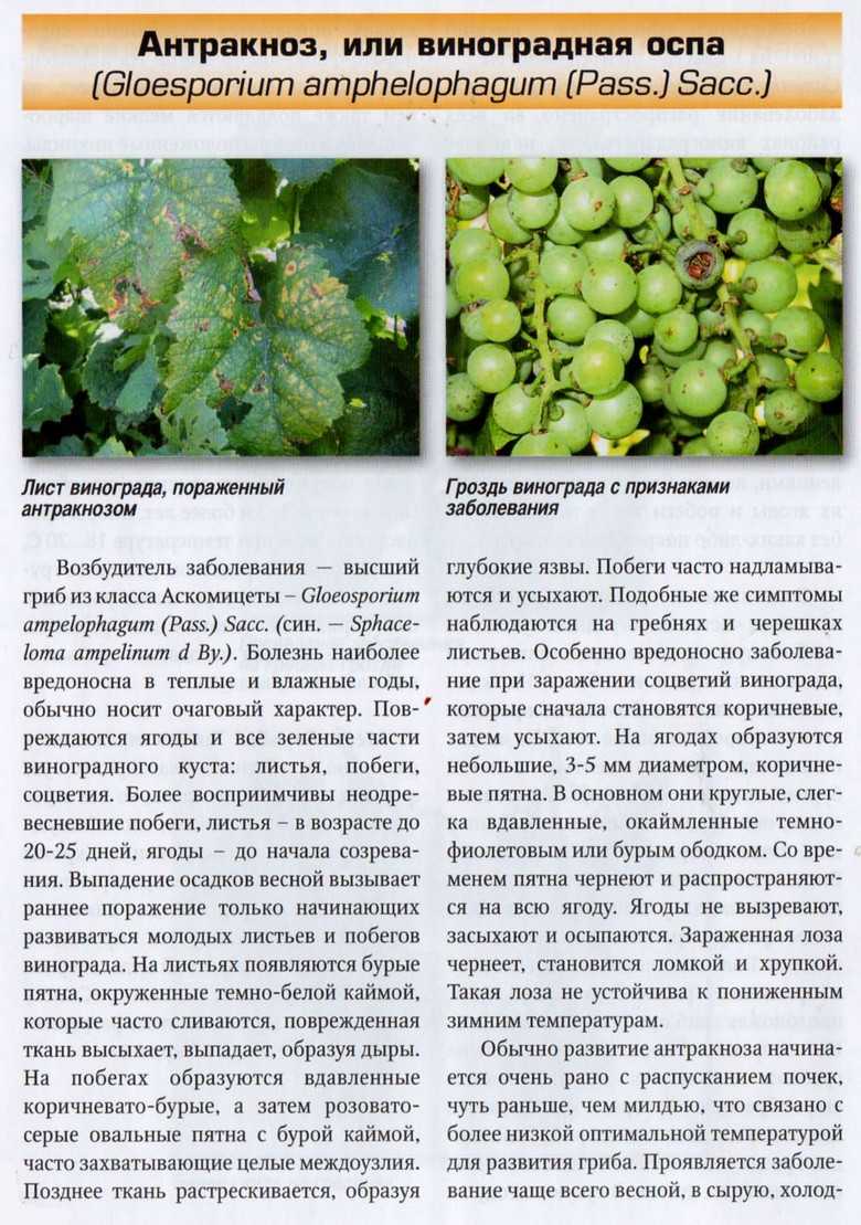 Болезни винограда и их лечение. обработка винограда от болезней и вредителей
