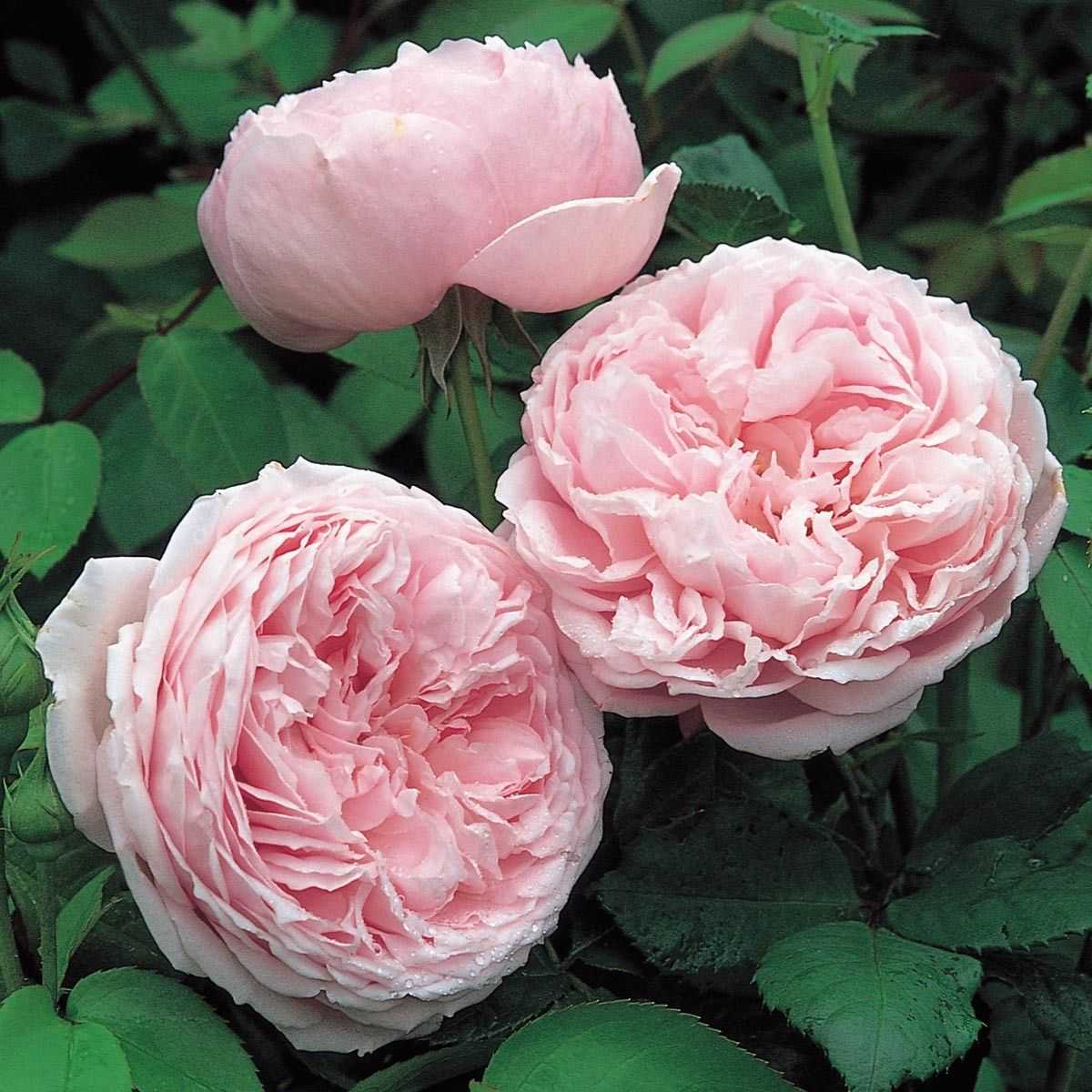 Самые ароматные и душистые сорта роз