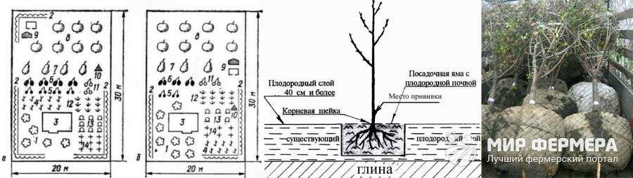 10 правил посадки плодовых деревьев