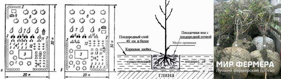 На каком расстоянии нужно сажать деревья