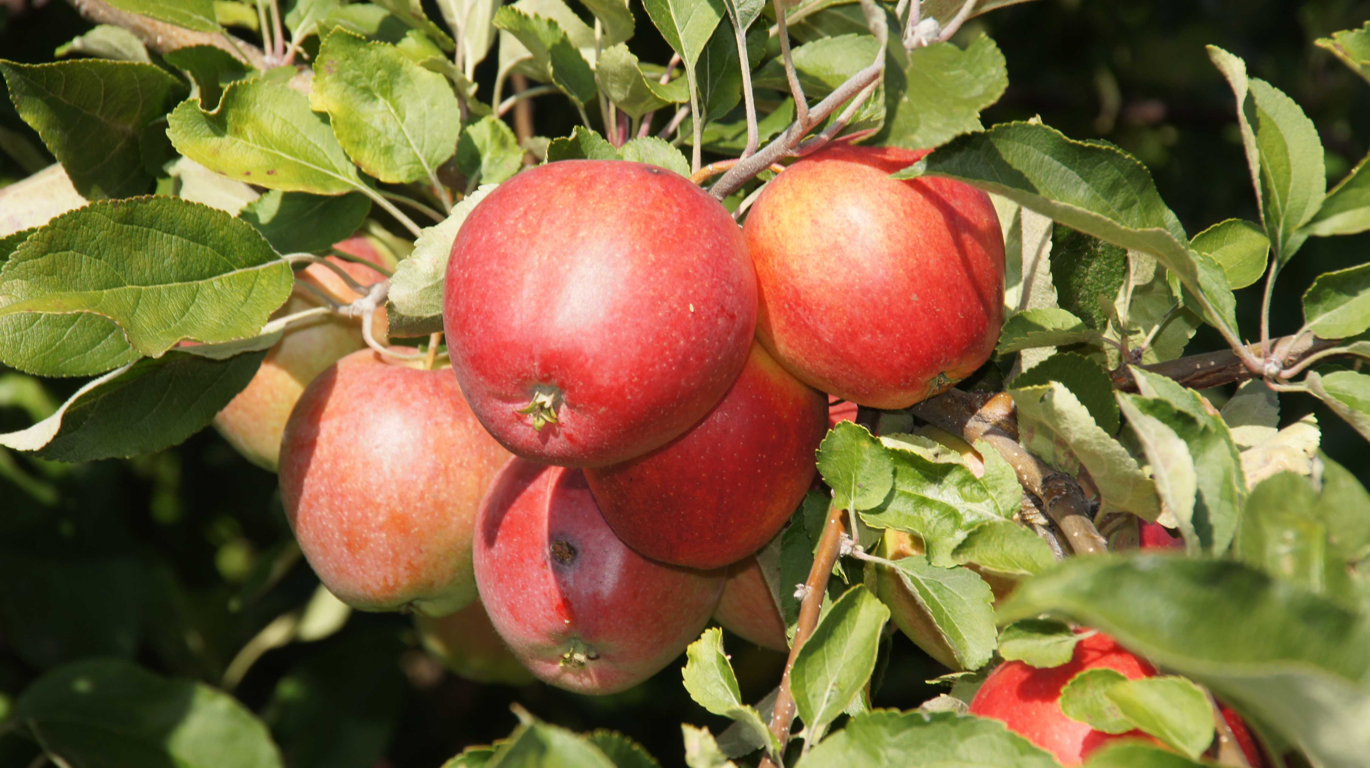 Яблоко шафран