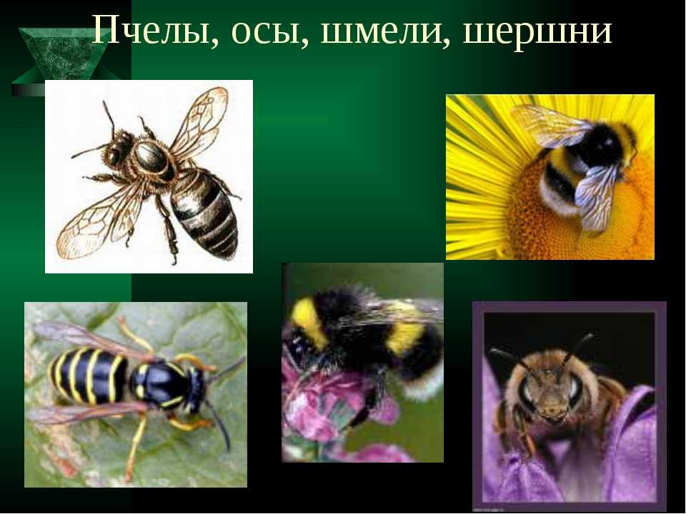 Чем отличаются друг от друга пчелы, осы, шершни и шмели: внешний вид, питание, обитание