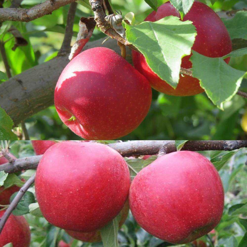 Успешный сорт яблони богатырь: характеристика и фото