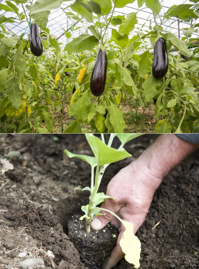 Баклажаны - выращивание рассады. как посадить рассаду баклажан