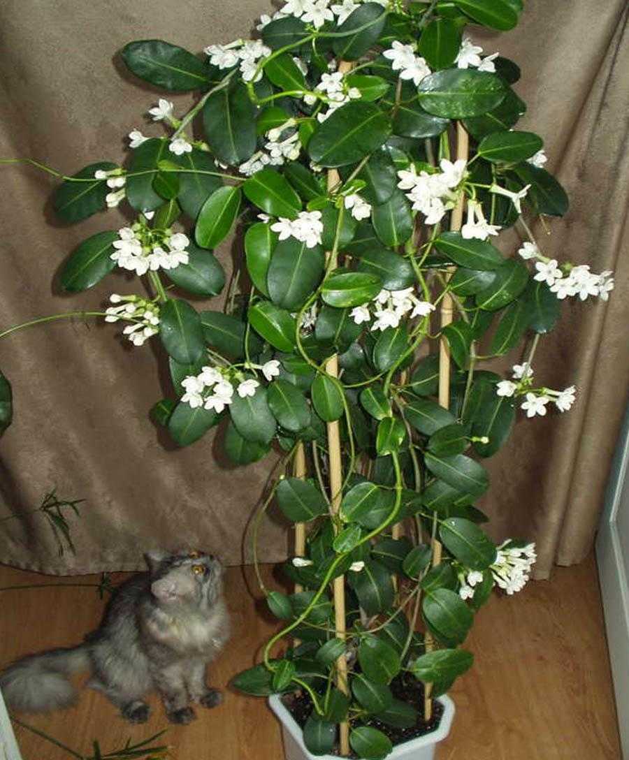 Жасмин комнатный (50 фото): уход за цветком в домашних условиях, бразильский, мадагаскарский и другие виды, нюансы размножения