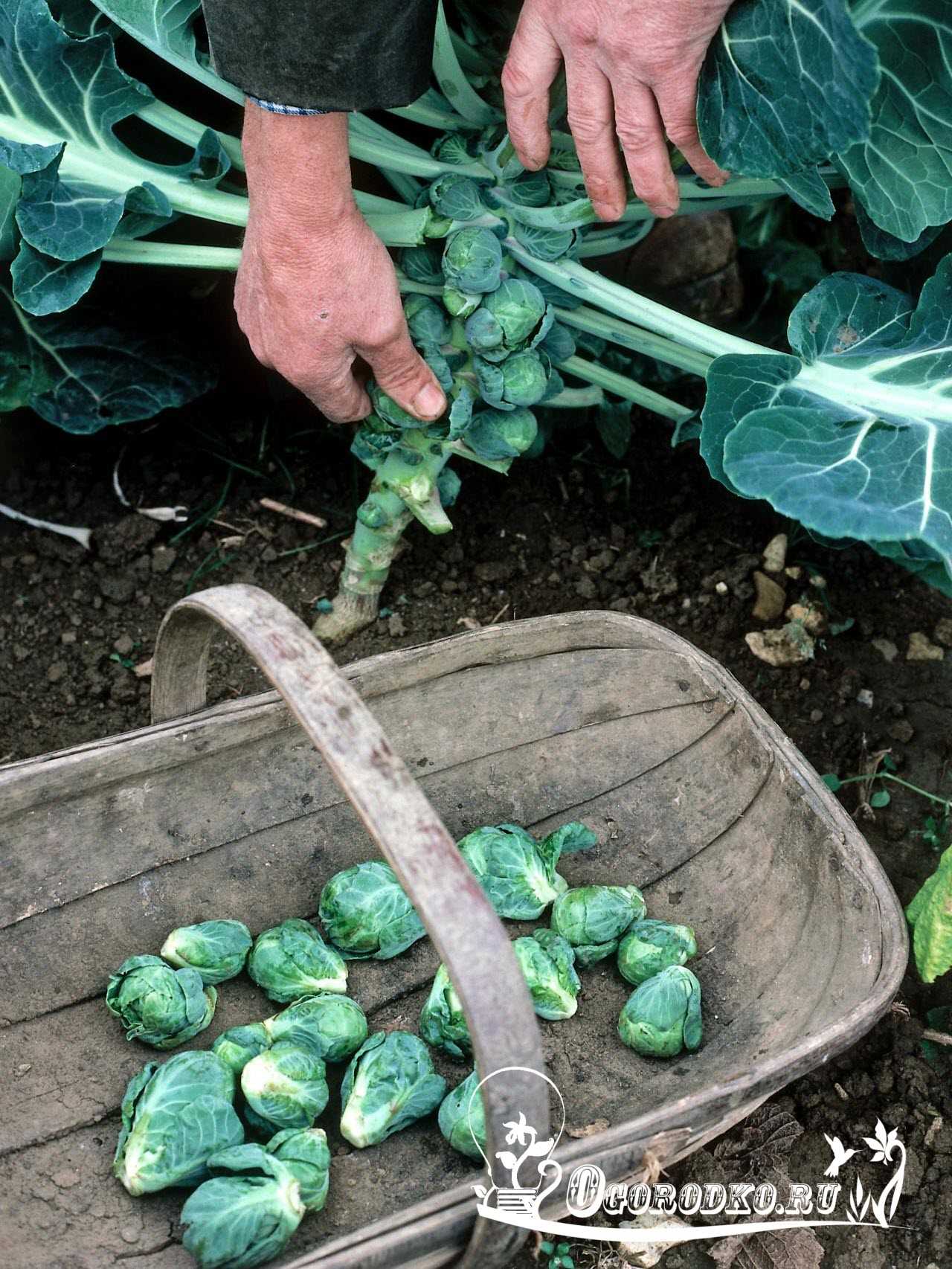 Какую сажают капусту в открытый грунт