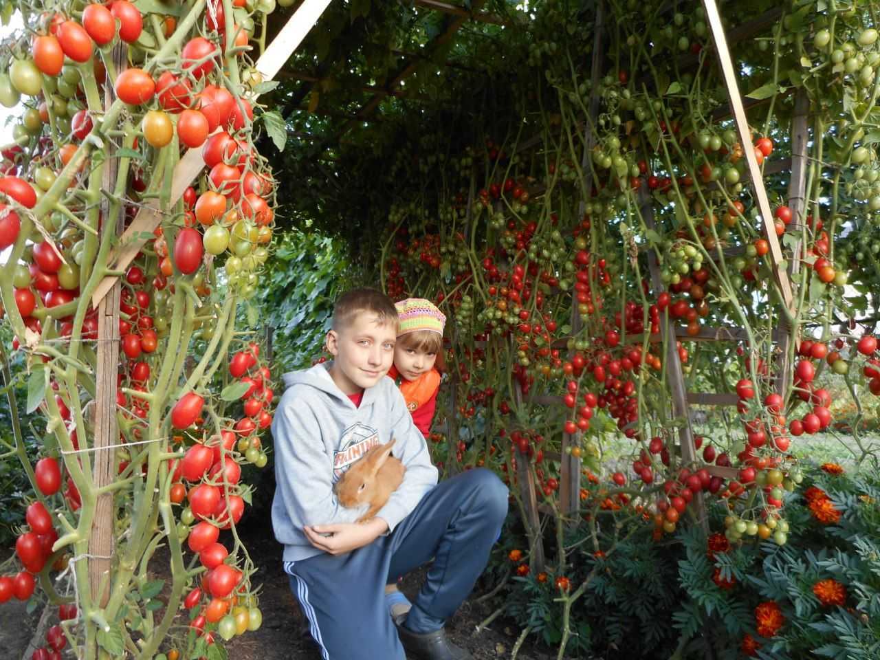 Выращивание помидоров отзывы. Помидоры в огороде. Высокие грядки для томатов.