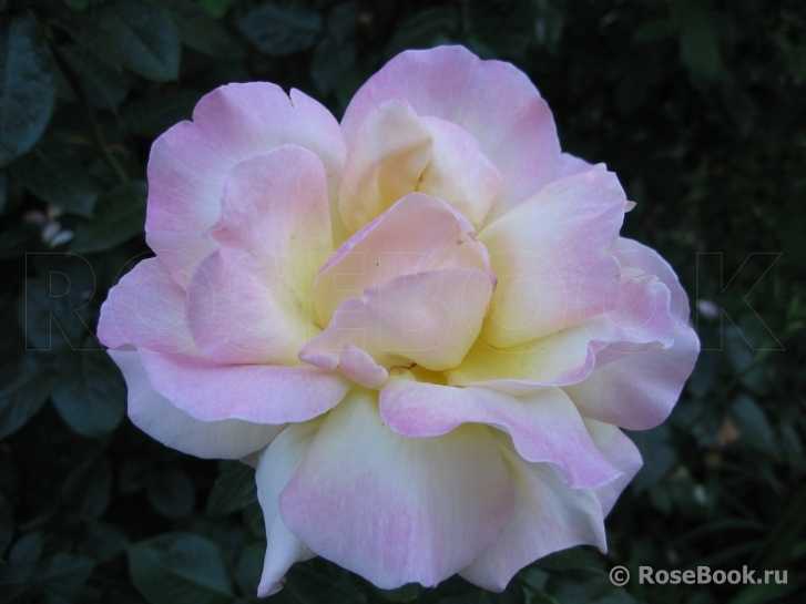 Чайно-гибридный сорт роз глория дей: как посадить, что делать если не цветет