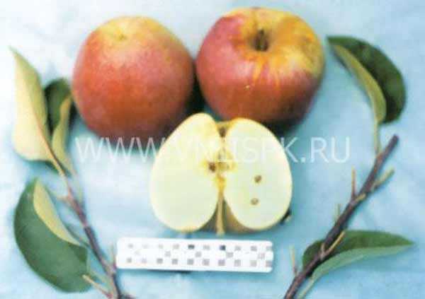 Пепин шафранный, яблоня: описание, выращивание, уход