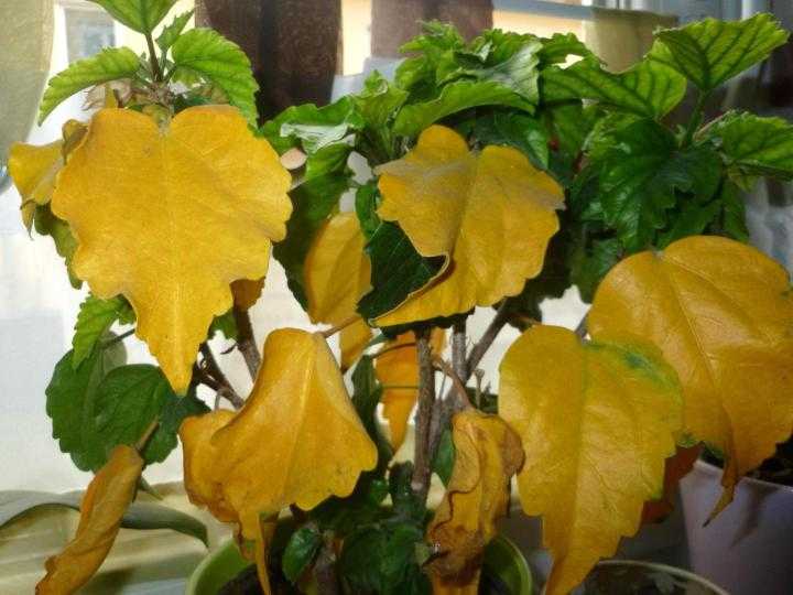 Почему желтеют и опадают листья у гибискуса комнатного и что с этим делать?