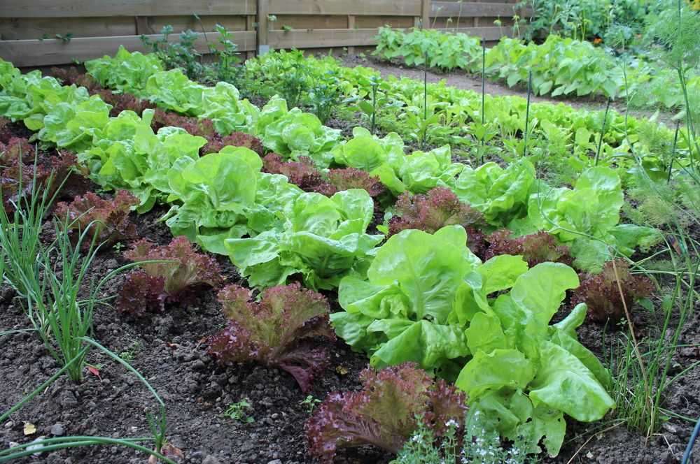Салат посадить в огороде. Салат на грядке. Зелень в огороде. Овощи на грядке. Салат листовой на грядке.